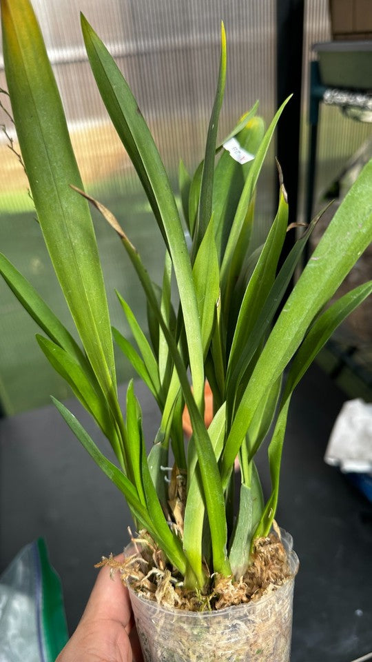 Oncidium Tsiku Marguerite [Fragrant]
