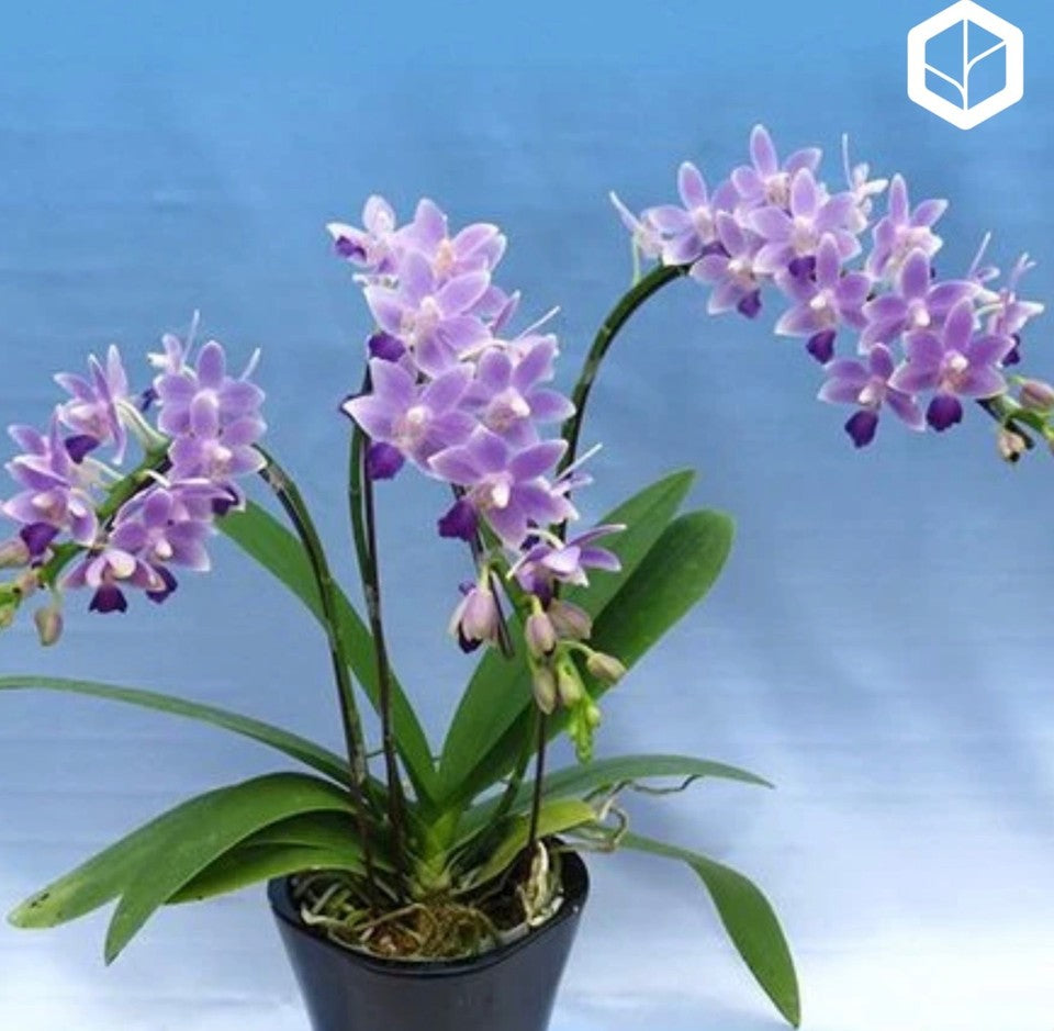 Phalaenopsis Summer Rose 'Blue Star'