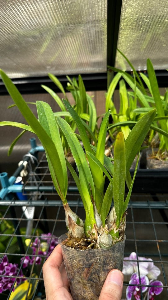 Encyclia cordigera × sib [Fragrant]