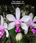 Phalaenopsis wilsonii × sib mounted