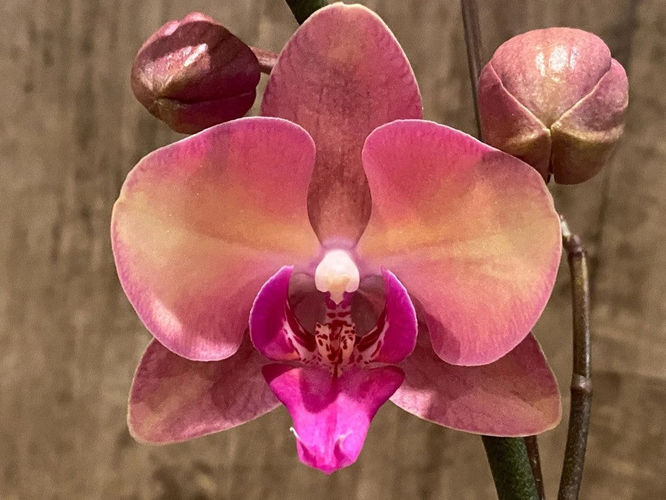 Phalaenopsis OX Little Beauty