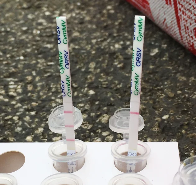 Orchid Virus Test Kit- 2 in 1 Rapid Test (Agitest)