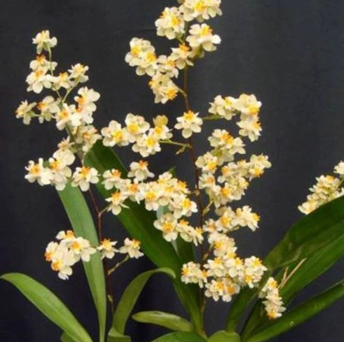 Oncidium Twinkle 'CT White Strong' [Fragrant]
