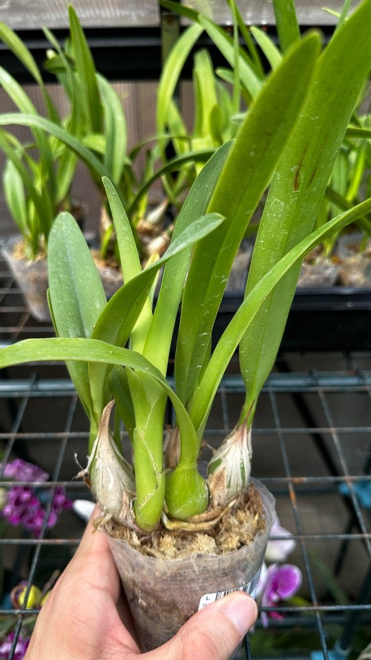 Encyclia cordigera × sib [Fragrant]