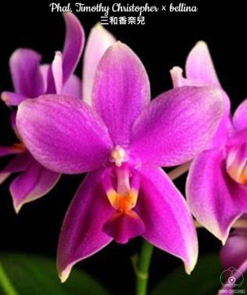 Phalaenopsis Timothy Christopher × bellina [IN SPIKE]