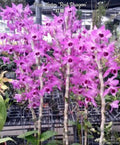 Dendrobium Nestor 'Red Dragon' [Fragrant]