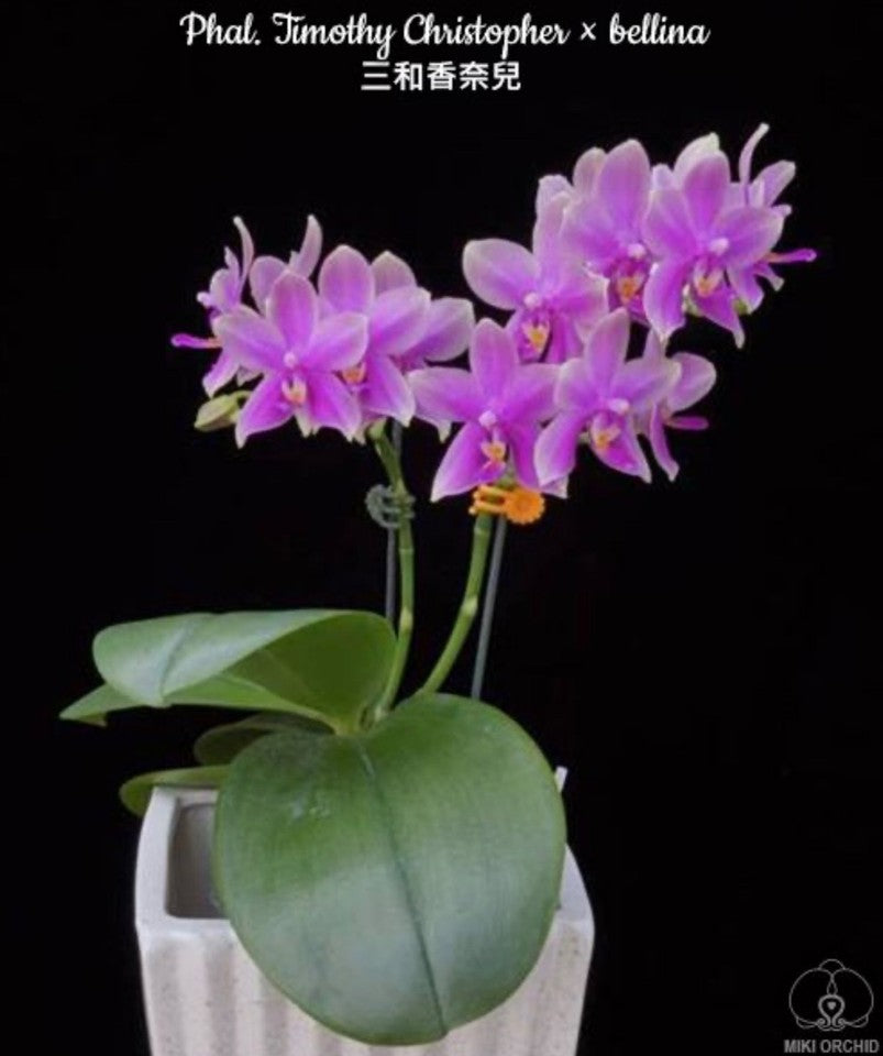 Phalaenopsis Timothy Christopher × bellina [IN SPIKE]
