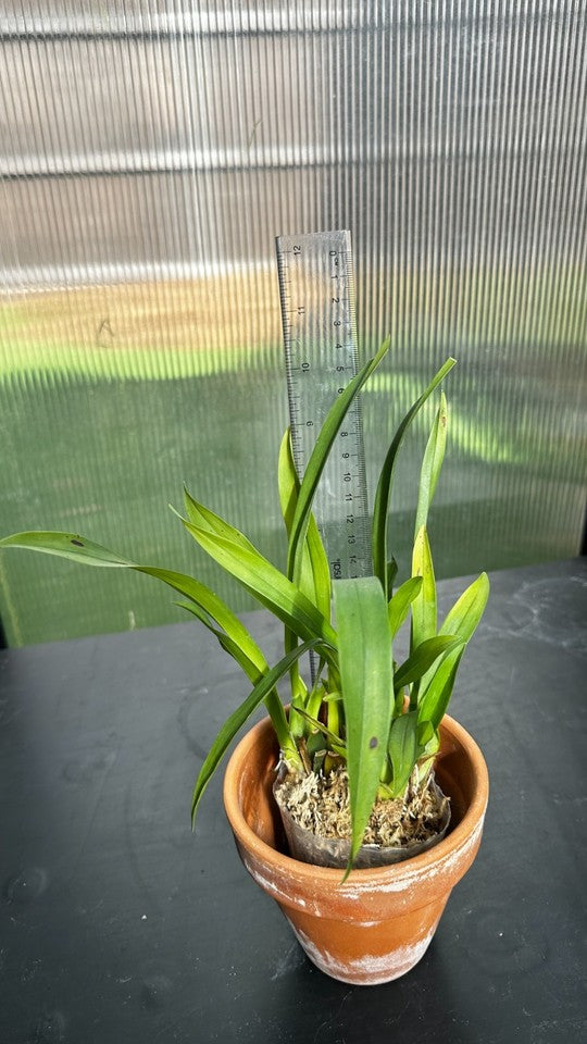 Oncidium Twinkle 'CT White Strong' [Fragrant]