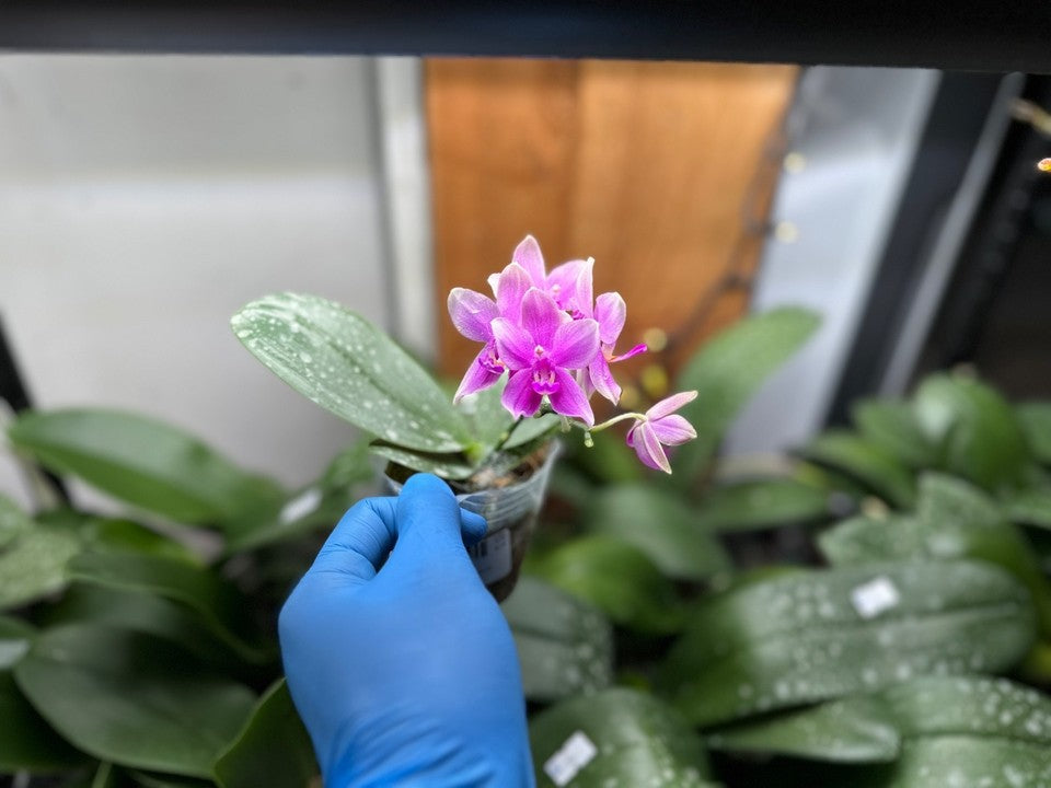 Phalaenopsis Timothy Christopher × bellina [IN SPIKE]