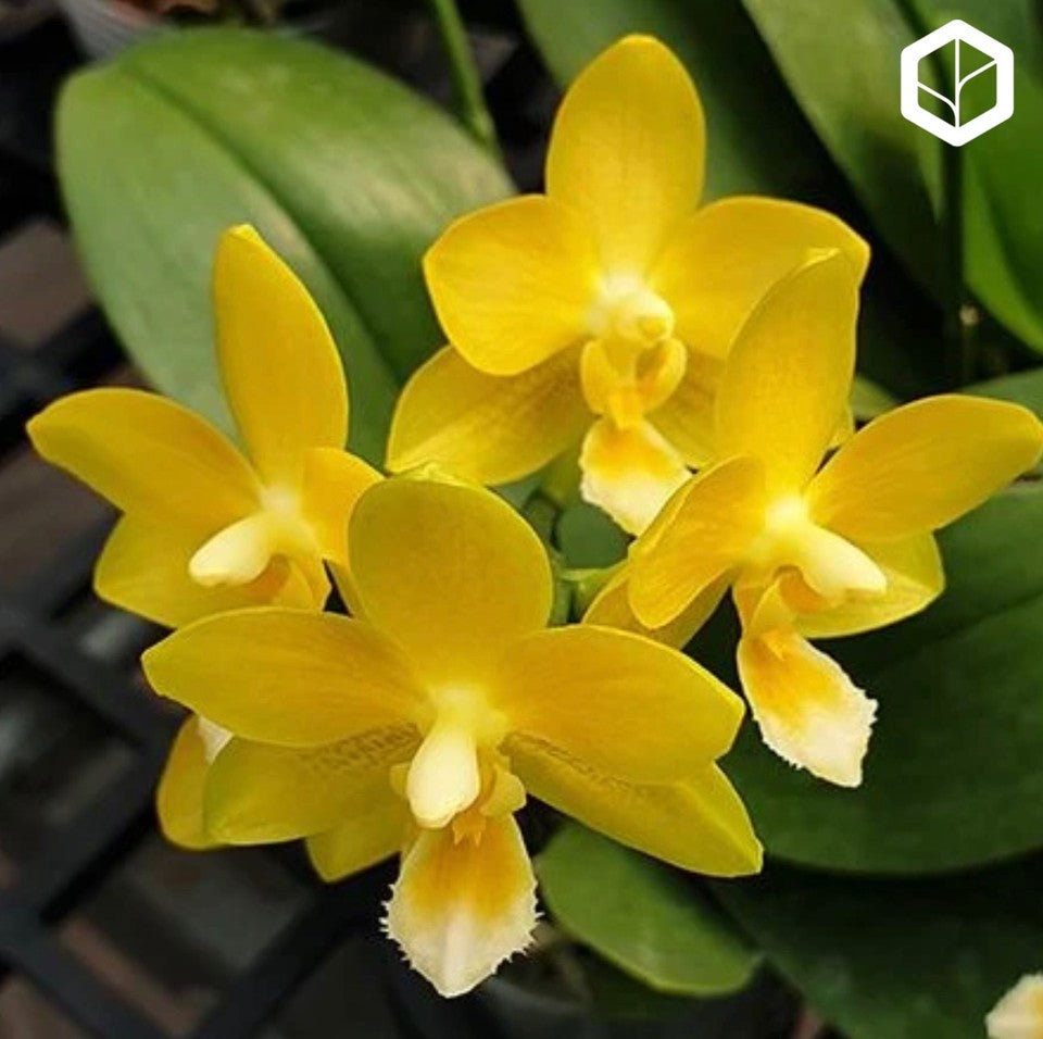 Phalaenopsis Yaphon Perfume 'Yellow' [IN SPIKE]