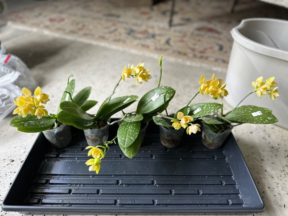 Phalaenopsis Yaphon Perfume 'Yellow' [IN SPIKE]