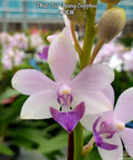 Phalaenopsis Tzu Chiang Sapphire