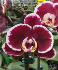 Phalaenopsis Miki Night Beauty '182' [IN SPIKE]