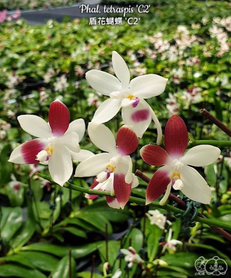 Phalaenopsis tetraspis 'C2' [IN SPIKE] [Fragrant]