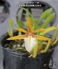 Epidendrum polybulbon × sib [Fragrant]