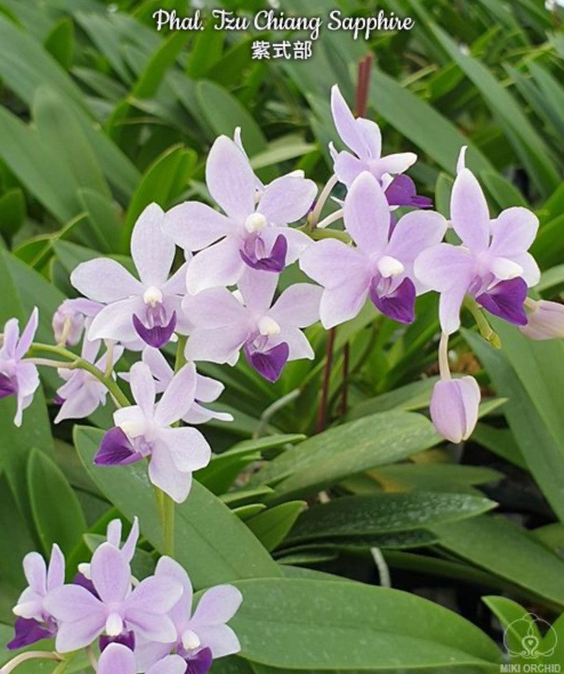 Phalaenopsis Tzu Chiang Sapphire