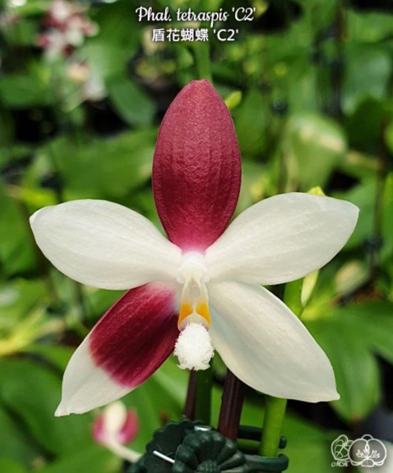 Phalaenopsis tetraspis 'C2' [IN SPIKE] [Fragrant]