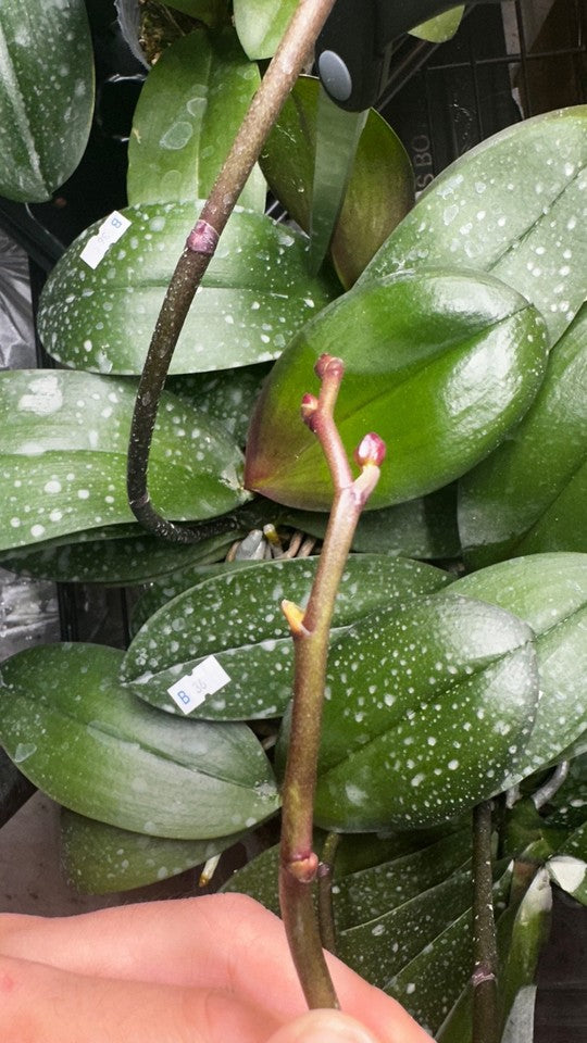 Phalaenopsis Miki Night Beauty '182' [IN SPIKE]