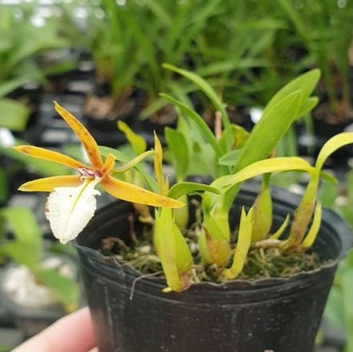 Epidendrum polybulbon × sib [Fragrant]