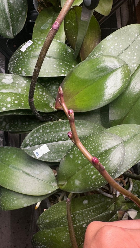 Phalaenopsis Miki Night Beauty '182' [IN SPIKE]