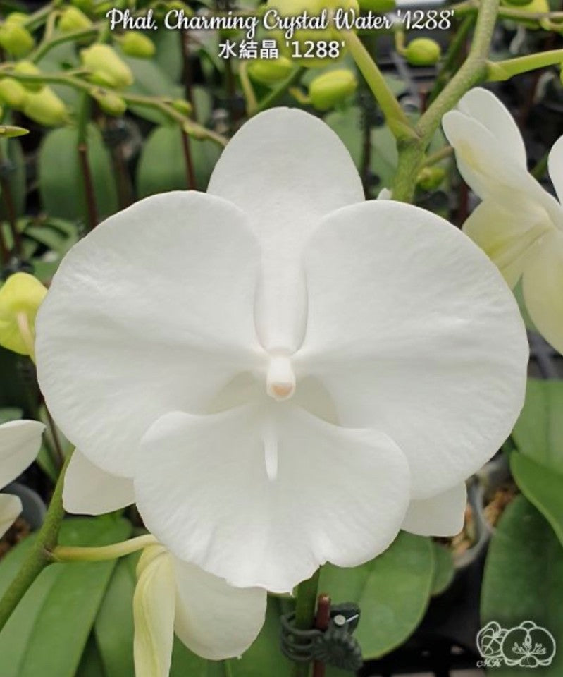 Phalaenopsis Charming Crystal Water '1288' [IN SPIKE!]