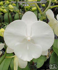 Phalaenopsis Charming Crystal Water '1288' [IN SPIKE!]