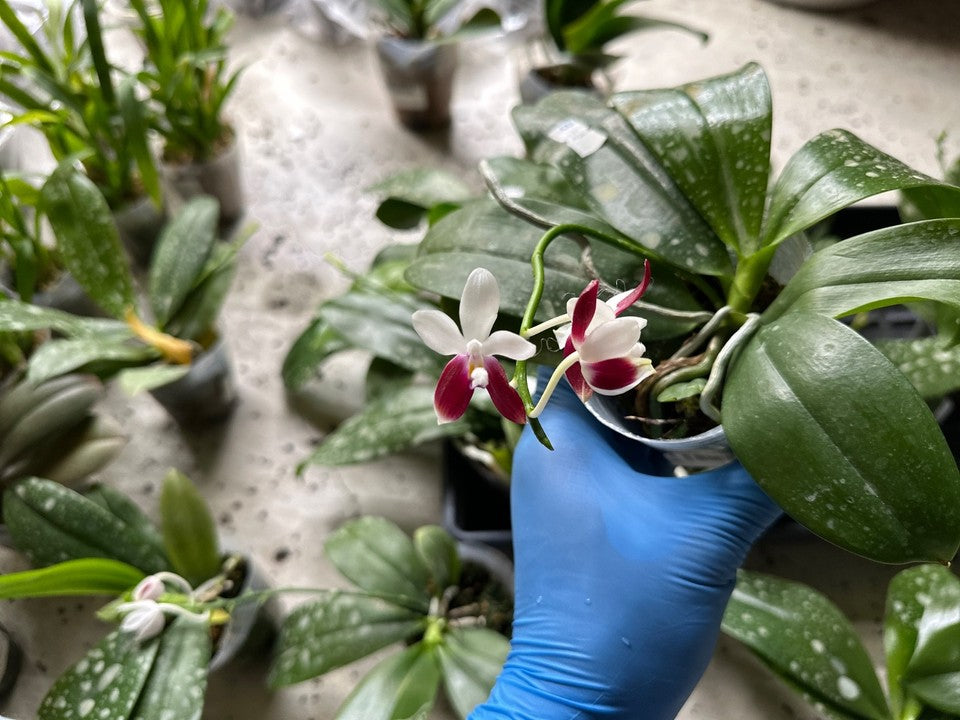 Phalaenopsis tetraspis 'C2' [IN SPIKE] [Fragrant]