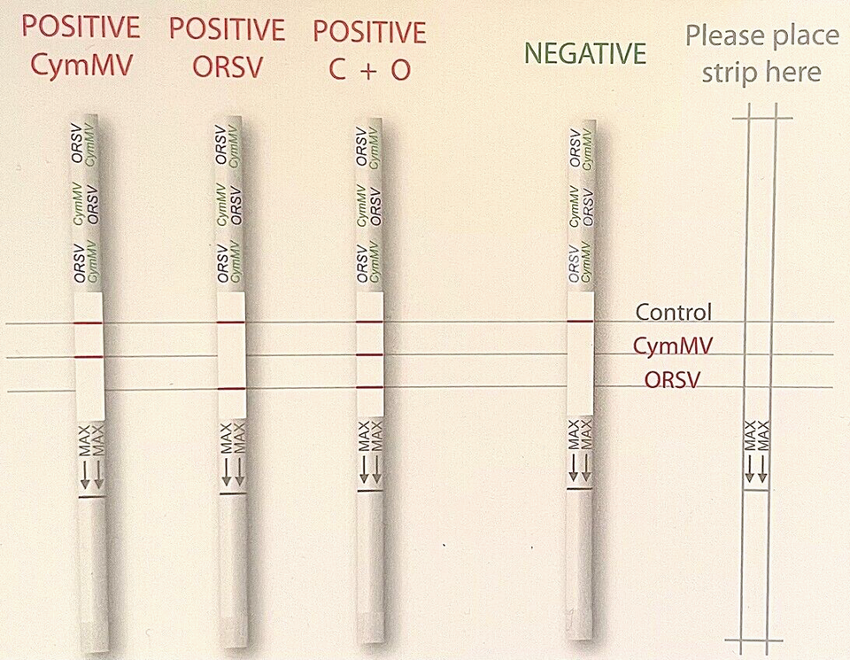 Orchid Virus Test Kit- 2 in 1 Rapid Test (Agitest)
