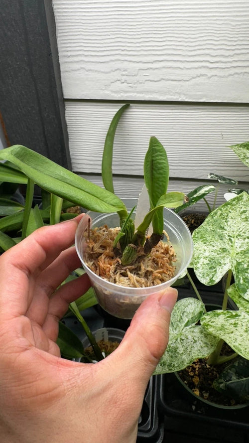 Cattleya gaskelliana var. concolor x sib
