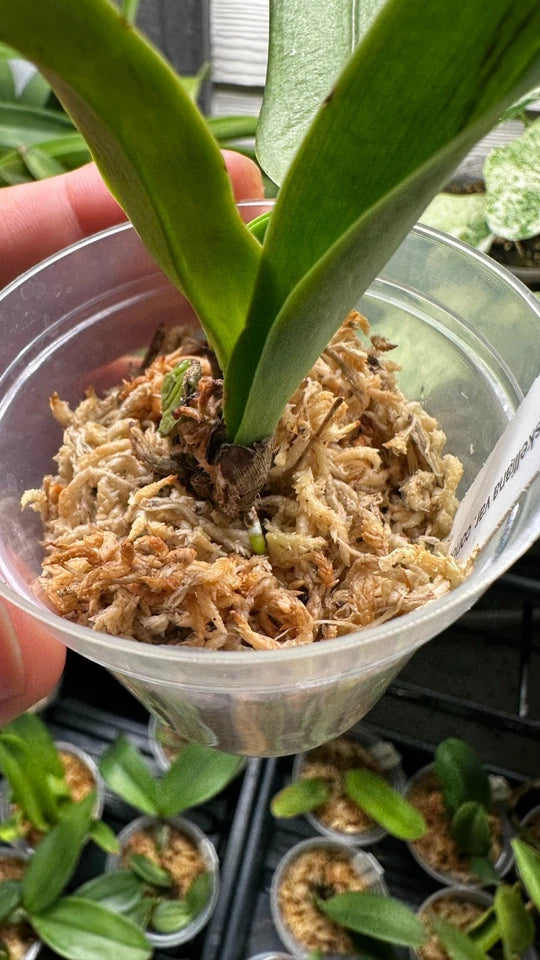 Cattleya gaskelliana var. concolor x sib