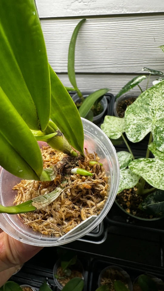 Cattleya(Laelia) purpurata var. carnea