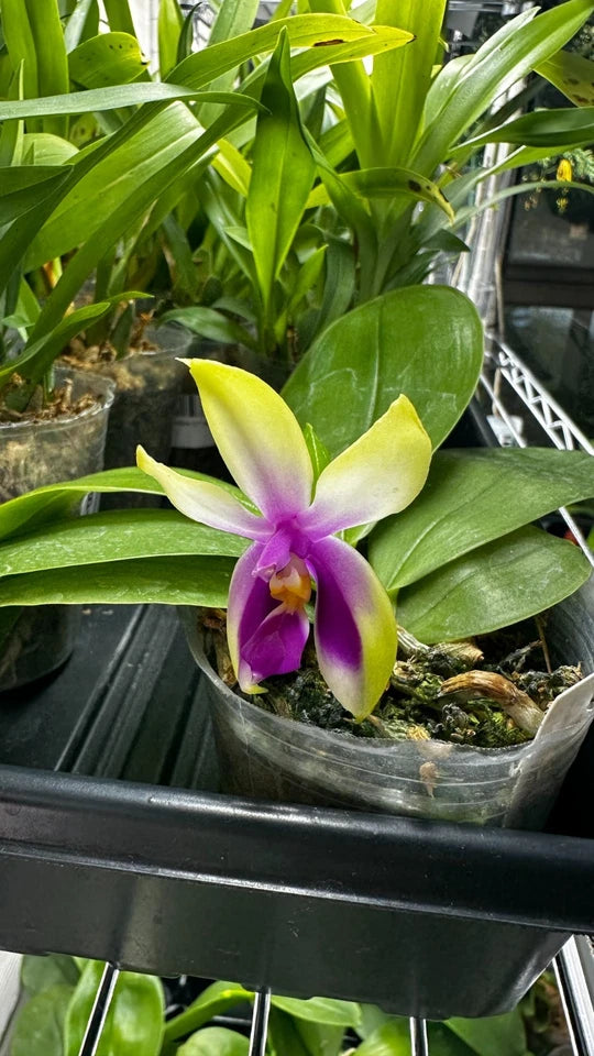 Phalaenopsis bellina 'Fire' x sib [IN SPIKE!]