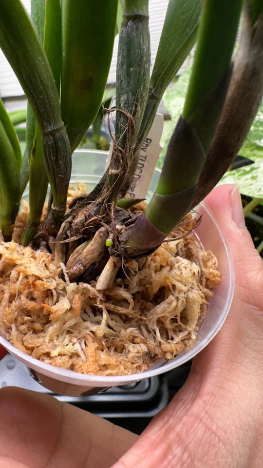 Rhynchobrassoleya TLDC Divine Phoenix 'Pterodactyl' SM/WOC