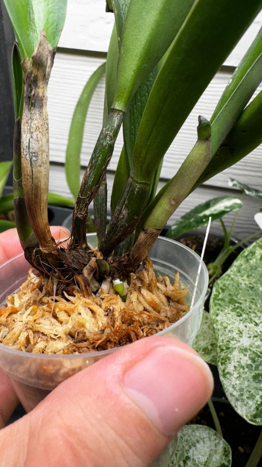 Rhynchobrassoleya TLDC Divine Phoenix 'Pterodactyl' SM/WOC