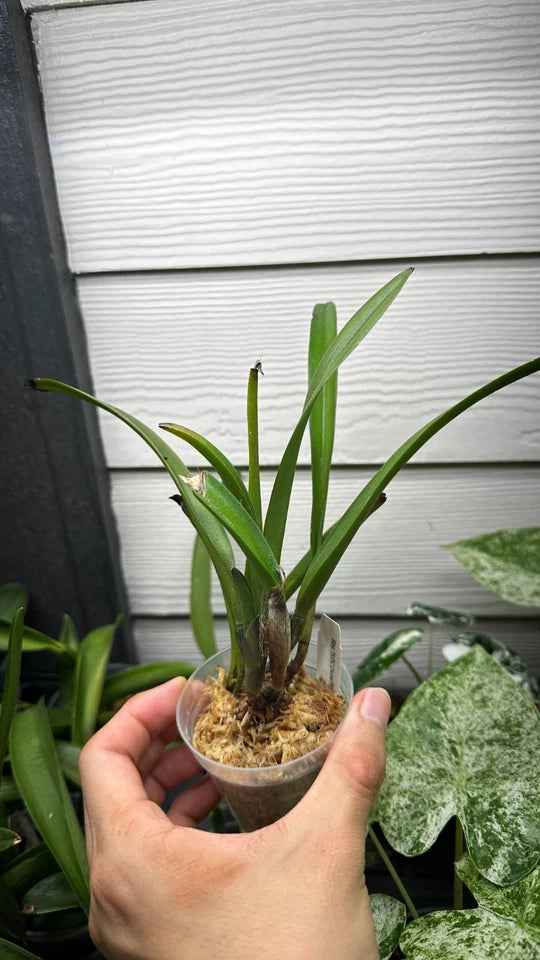 Rhynchobrassoleya TLDC Divine Phoenix 'Pterodactyl' SM/WOC