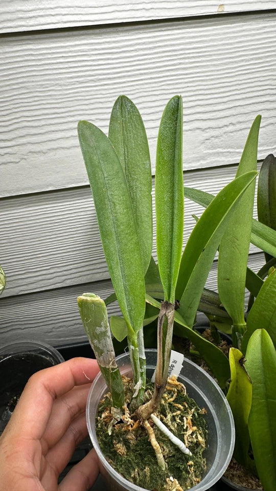 Rhyncholaelia digbyana 'Green Giant' FCC/AOS