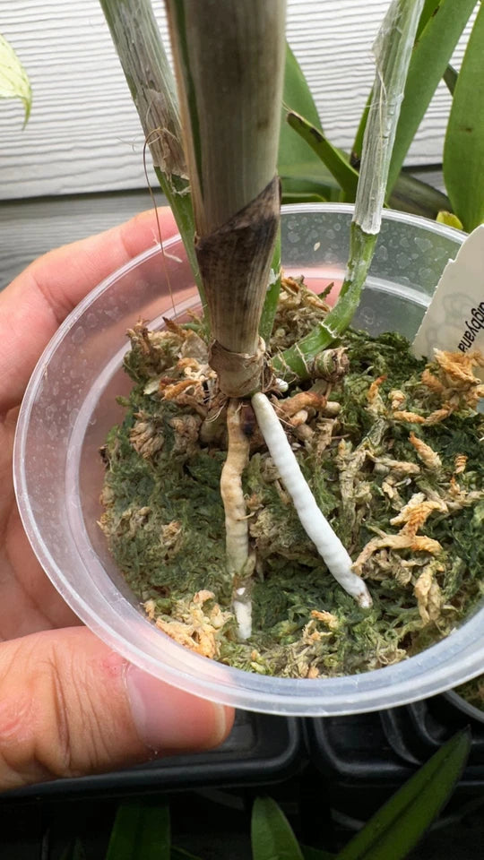Rhyncholaelia digbyana 'Green Giant' FCC/AOS