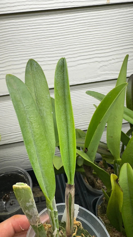 Rhyncholaelia digbyana 'Green Giant' FCC/AOS