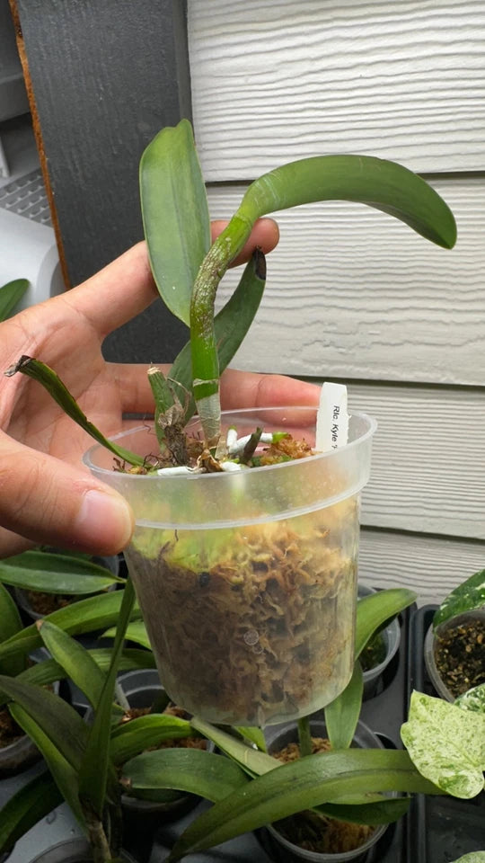 Rhyncholaeliocattleya Kyle 'Heart of Gold' HCC/AOS