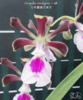Encyclia cordigera × sib [Fragrant]