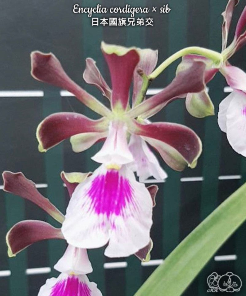 Encyclia cordigera × sib [Fragrant]