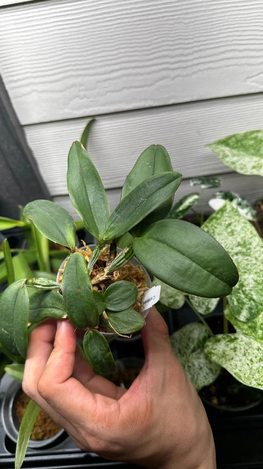 Cattleya schilleriana x sib