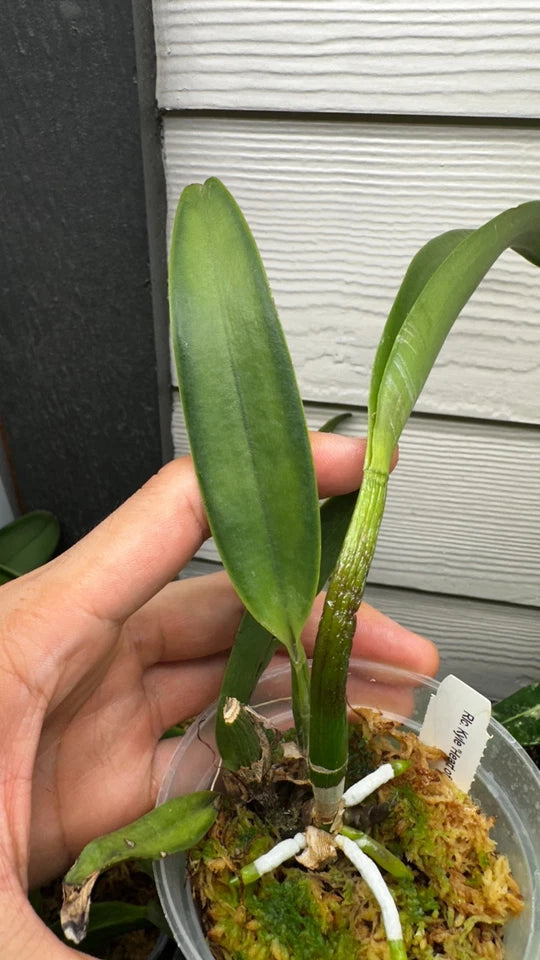 Rhyncholaeliocattleya Kyle 'Heart of Gold' HCC/AOS