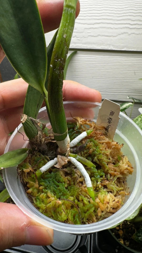 Rhyncholaeliocattleya Kyle 'Heart of Gold' HCC/AOS