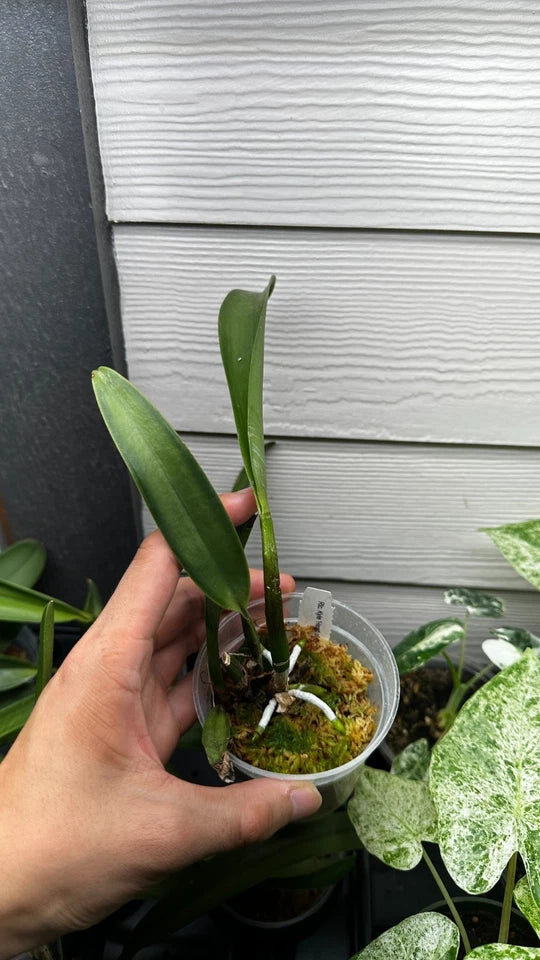 Rhyncholaeliocattleya Kyle 'Heart of Gold' HCC/AOS