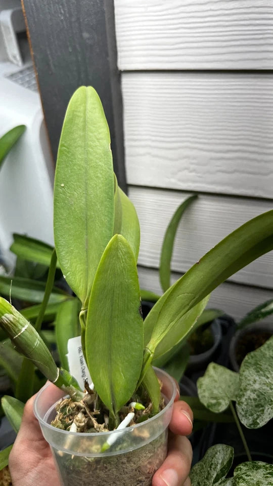 Rhyncholaeliocattleya Yuan Dung Jewel 'Dalatha'