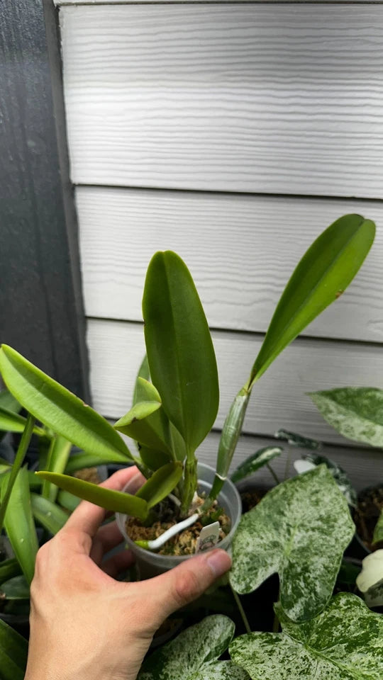 Rhyncholaeliocattleya Yuan Dung Jewel 'Dalatha'