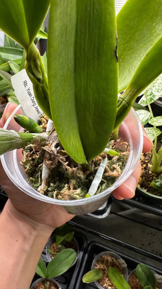 Rhyncholaeliocattleya Yuan Dung Jewel 'Dalatha'