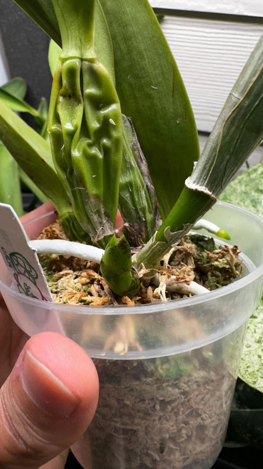 Rhyncholaeliocattleya Yuan Dung Jewel 'Dalatha'