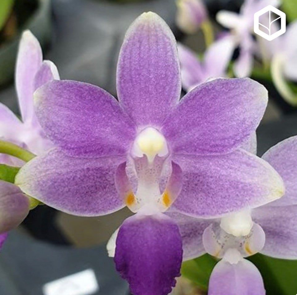 Phalaenopsis Summer Rose 'Blue Star'